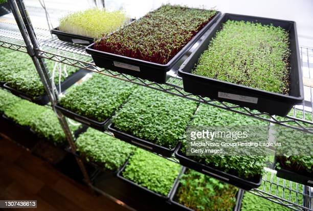 The Real Truth About Growing Microgreens For Profit