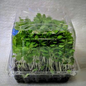 The Real Truth About Growing Microgreens For Profit