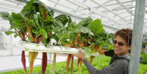 What is Hydroponics 