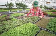 The Real Truth About Growing Microgreens For Profit