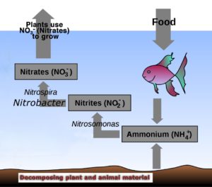 How Aquaponics Works