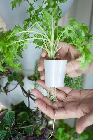 Foody Individual grow cup