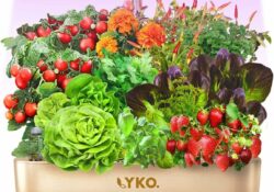 LYKO Hydroponics Growing System