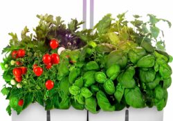 SereneLife Hydroponic Herb Garden