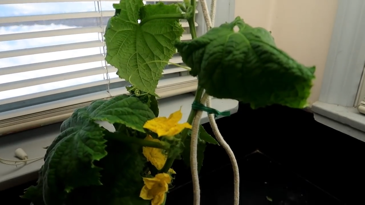 What is the Kratky Method of Hydroponics? My Indoor Grow Systems