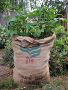 Potatoes in Burlap Bag