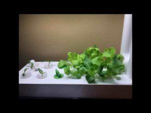 Aeroponic Grow Systems - Indoor Growing and More with AeroGarden