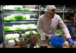 How one person made money on microgreens